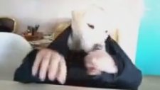 İnsan Köpek
