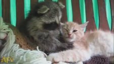 Rakun Ve Kedi Aşkı