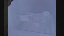Uzun Giden Taklacı Güvercin Videoları Seferli Oyun Kuşları Bingöllü Fatih Kuşları