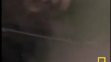 Yılanı Gören Kertenkele Bakın Su Üzerinde Nasıl Koştu