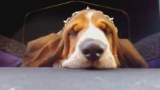 Horlayan Köpekler