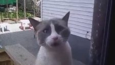 Hunharca Konuşan Kedi