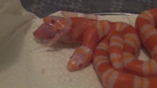 İki Başlı Albino Honduran Yılanın Yavru Fareyi Yemesi