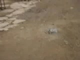 Recepin Tavuğu