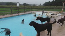 Havuzda Köpek Partisi