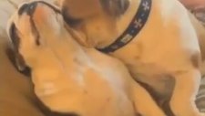 Kız köpek bugün modunda değil