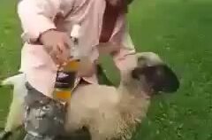Sarhoş Adamdan İntikam Alan Koyun