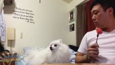 Sahibiyle Göz Göze Gelemeyen Köpek
