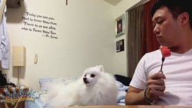 Sahibiyle Göz Göze Gelemeyen Köpek