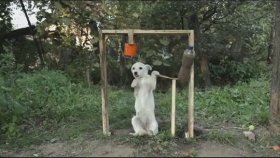 Ice Bucket Challange Yapan Köpek
