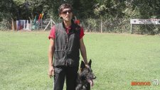 Köpek Eğitiminde Karşılaşılan Sorunlar
