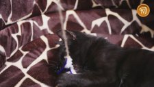 Püsküllü Kedi Oyuncağı