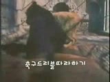 ayı vs aslan kavgası