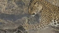 Leoparı Rezil Etti
