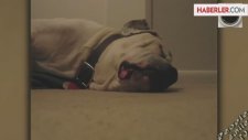 Horlayan Köpek Gülmekten Kırdı Geçirdi