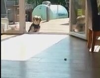 Pavlov'un Köpeği