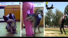 Havada ters takla atan köpek