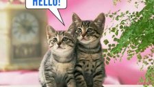 Hello Diyen Kediler