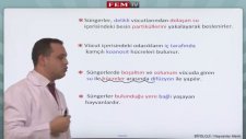 Fem Tv - Canlıların Sınıflandırılması & Hayvanlar Alemi 1