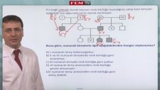Kalıtım Eşeyin Belirlenmesi 2
