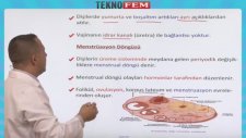 Üreme İnsanlarda Üreme 1