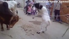 Öküze Kafa Tutan Keçi