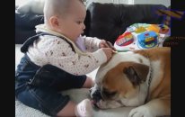 Bebeğin Ayı Gibi Köpeğin Sevmesi Üstüne Çıkması (Pitbul)