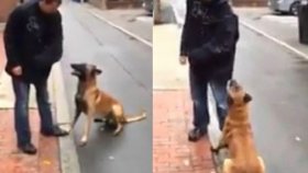 Sahibini Ordu Gibi Koruyan Köpek