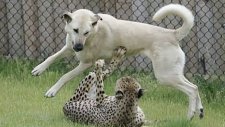 Leopara Av Olan Köpek