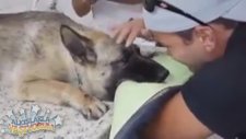 Ötenazi Yapılan Köpeğin Sahibiyle Son Bakışması