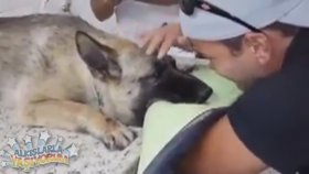 Ötenazi Yapılan Köpeğin Sahibiyle Son Bakışması