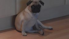 Yere İşediği İçin Kendini Suçlu Hisseden Köpek