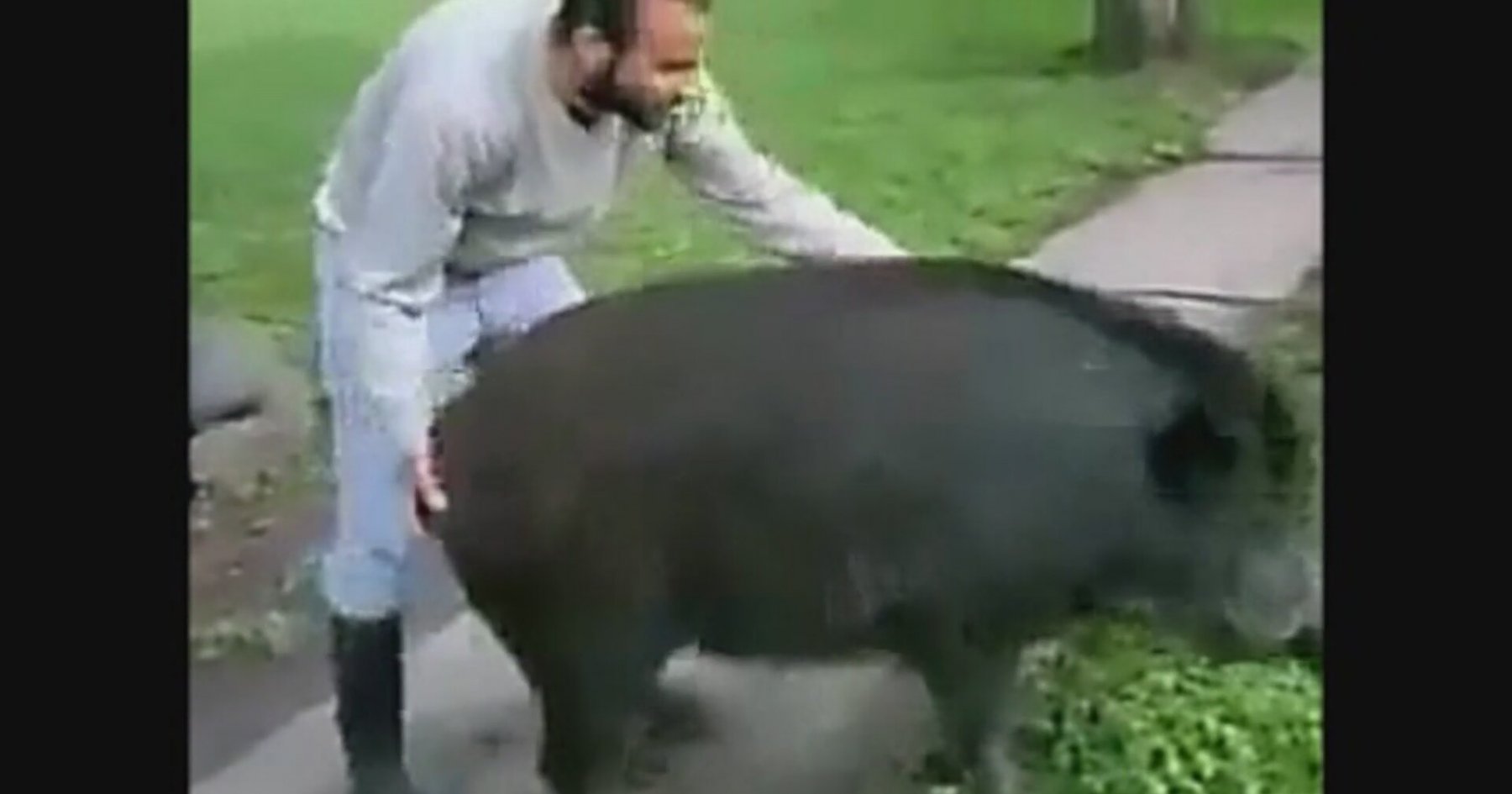 человек трахает свиней фото 111