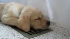 Havalandırmayı Çok Seven Köpek