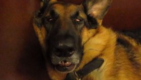 Rüyası Yüzüne Vuran Köpek