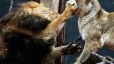 Erkek Aslan Dişi Aslanı Böyle Öldürdü
