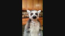 Evde Beslemelik Hayvan: Lemur
