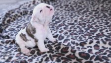 Ses Denemeleri Yapan Yavru Köpek