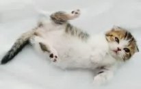 En Tatlı Scottish Fold Diana
