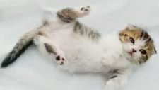 En Tatlı Scottish Fold Diana