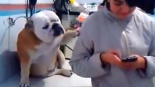 Sahibine Benimle İlgilen Diyen Köpek