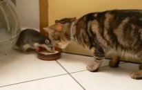 Kedi Ve Fare'nin Süt Yarışı