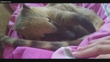 Kendini Zorla Sevdiren Rakun