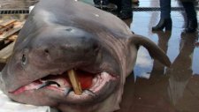 Balıkçıların ağına 673 kiloluk 'Jaws' takıldı