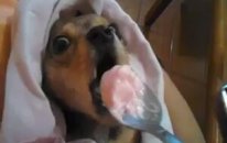 Bebek Taklidi Yapan Yavru Köpek