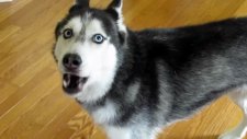 Sahibi İle Konuşan Köpek Mishka