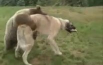 Ayı İle Köpek Güreşiyor
