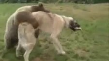 Ayı İle Köpek Güreşiyor