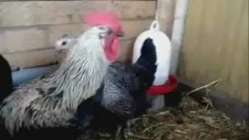 Mübarek Ne Ötüyor Be