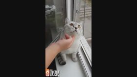 Uzaklara Dalıp Giden Kedi